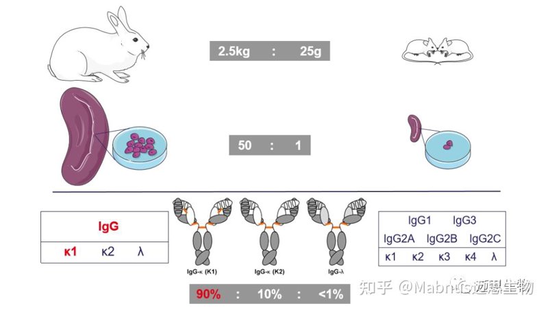 生物试剂定制行业的新风向